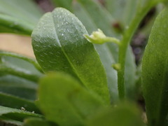 Myosotis laxa