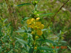 Heimia salicifolia
