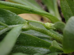 Myosotis laxa