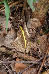 Fejervarya multistriata