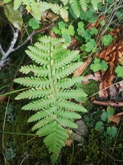 Dryopteris