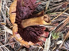 Cortinarius