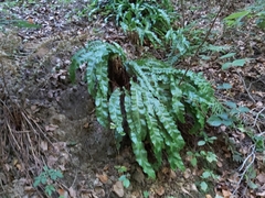 Asplenium scolopendrium