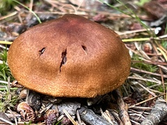 Cortinarius