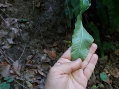 Asplenium scolopendrium
