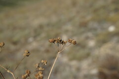 Rumia crithmifolia