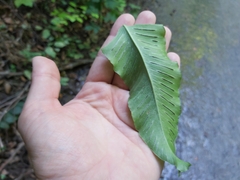 Asplenium scolopendrium