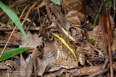 Fejervarya multistriata