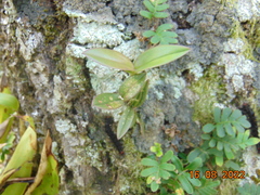 Epidendrum conopseum