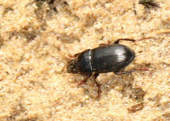 Carabidae