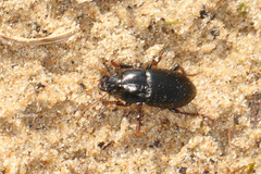 Carabidae
