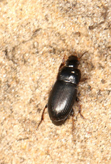 Carabidae