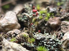 Cladonia cristatella
