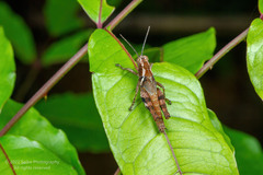 Xenocatantops brachycerus