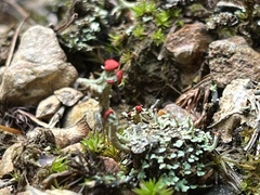 Cladonia cristatella