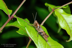 Xenocatantops brachycerus