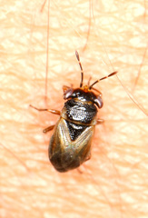Geocoris megacephalus
