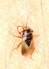 Geocoris megacephalus