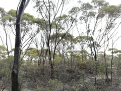 Eucalyptus falcata