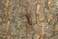 Scutigera coleoptrata