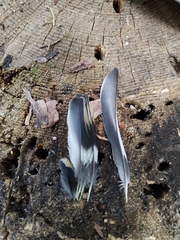 Fringilla montifringilla