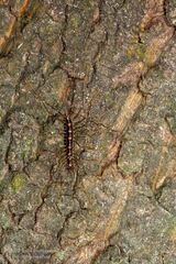 Scutigera coleoptrata