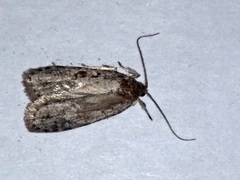 Agonopterix