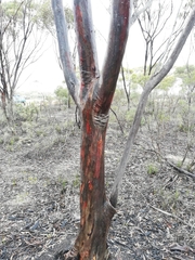 Eucalyptus falcata