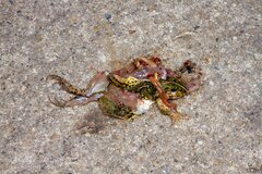 Fejervarya multistriata