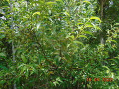Litsea glaucescens
