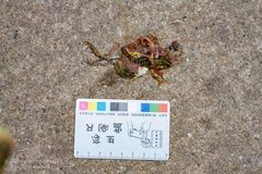 Fejervarya multistriata