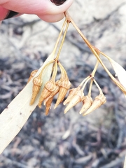 Eucalyptus falcata