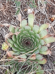 Sempervivum