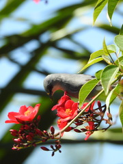 Zosterops mauritianus
