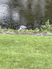 Ardea cinerea cinerea