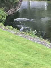 Ardea cinerea cinerea