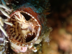 Thylacodes arenarius