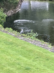 Ardea cinerea cinerea