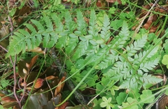 Polystichum aculeatum