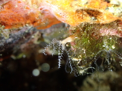 Clavularia crassa