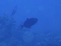 Odonus niger