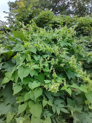 Climbing false buckwheat (Fallopia scandens)