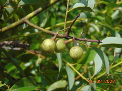 Litsea glaucescens