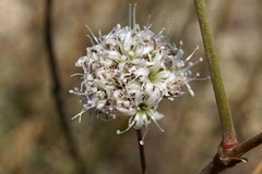 Gypsophila pallasii