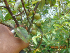 Litsea glaucescens