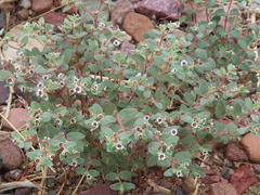 Euphorbia melanadenia