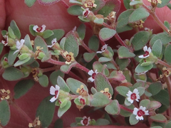 Euphorbia melanadenia