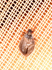 Acalypta parvula