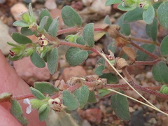 Euphorbia melanadenia