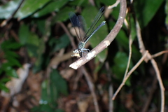 Euphaea decorata